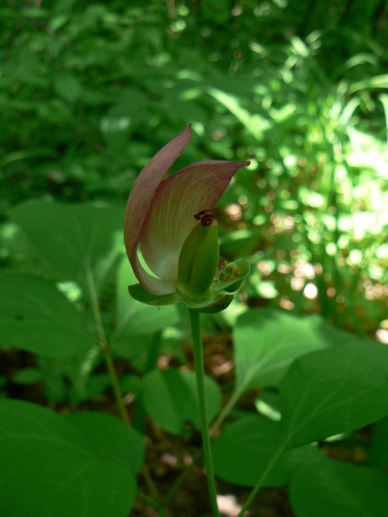 Image of Paeonia obovata specimen.