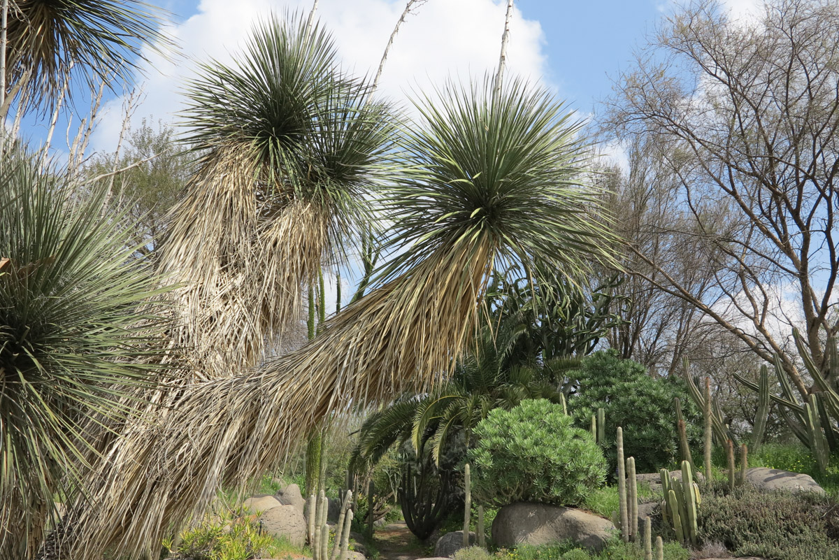 Изображение особи Yucca elata.