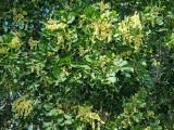 View full-size image Harpullia pendula