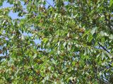 Cerasus avium. Ветви плодоносящего растения. Крым, Долгоруковская яйла, опушка леса. 18 июля 2021 г.