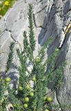 Asparagus officinalis подвид prostratus. Верхушки ветвей с незрелыми плодами. Испания, Астурия, муниципалитет Газон, берег Бискайского залива, скалы. Июль.