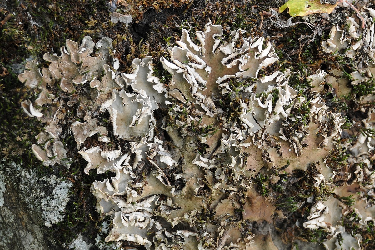 Image of genus Peltigera specimen.