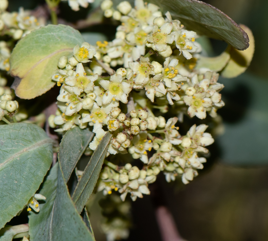 Изображение особи Gymnosporia senegalensis.