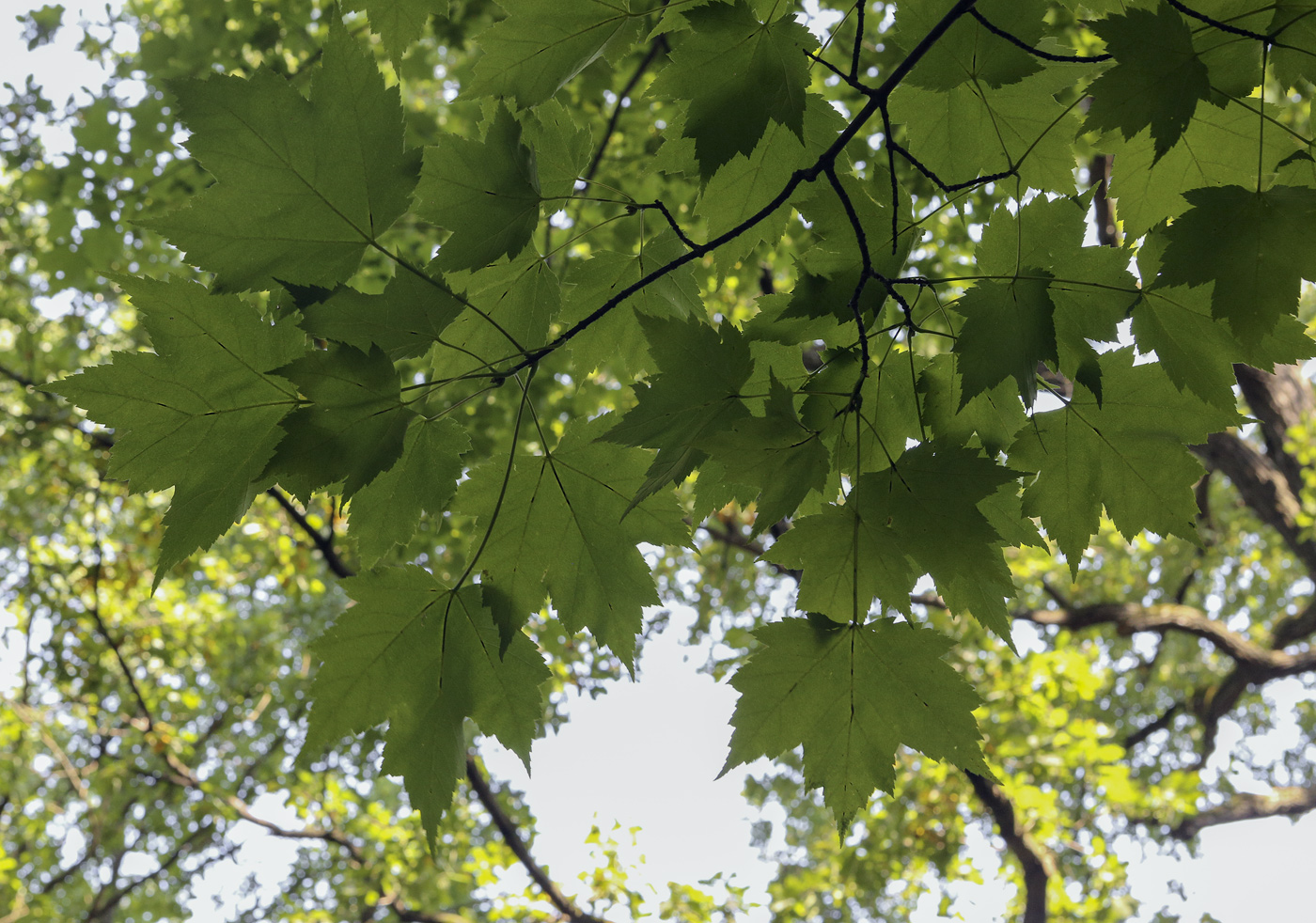 Image of genus Acer specimen.