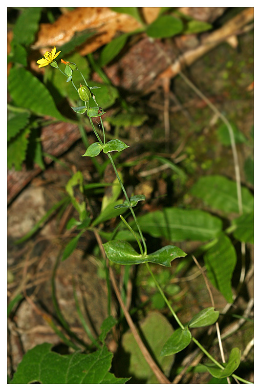 Image of Blackstonia acuminata specimen.