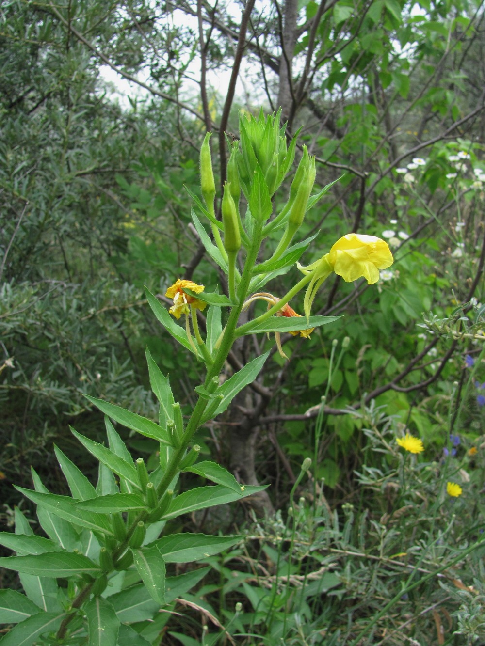 Изображение особи Oenothera biennis.