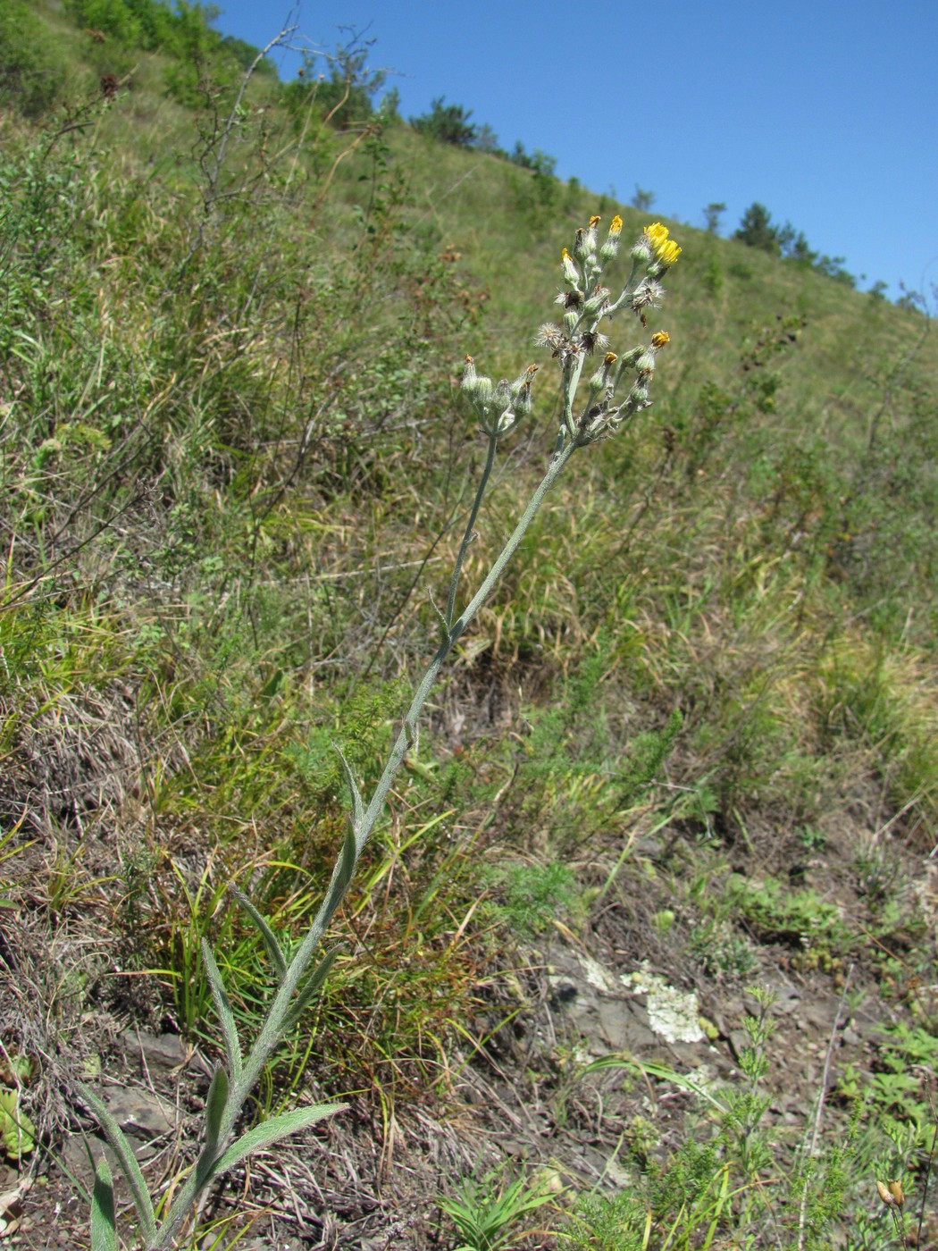 Image of Pilosella echioides specimen.