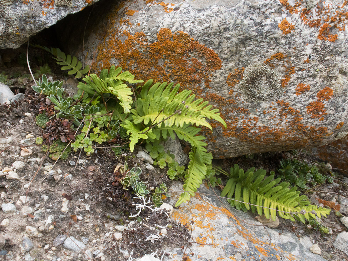 Image of Polypodium vulgare specimen.