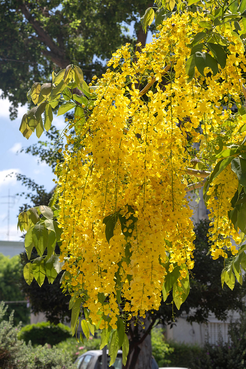 Image of Cassia fistula specimen.