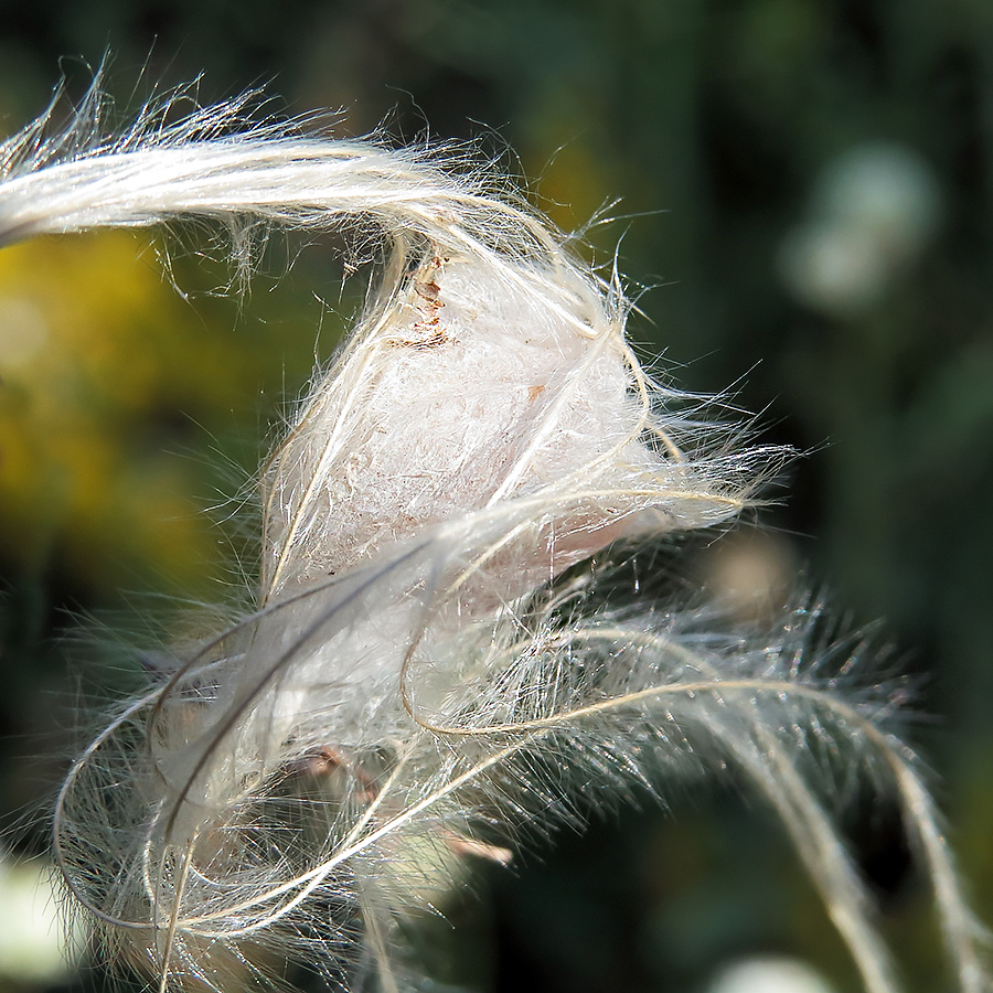 Image of Stipa pennata specimen.