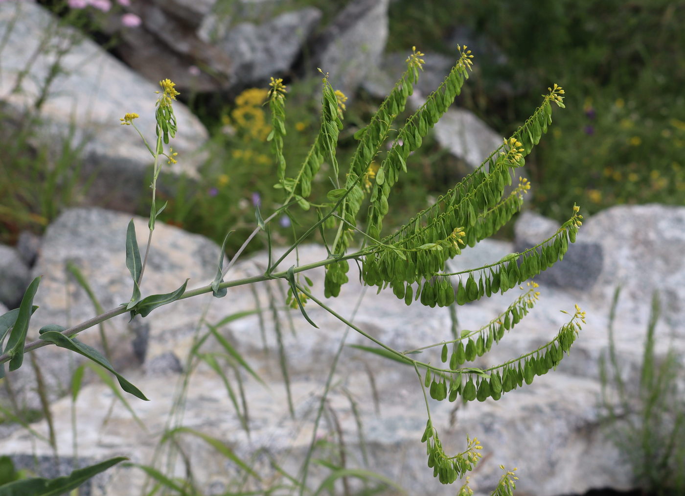 Image of Isatis costata specimen.