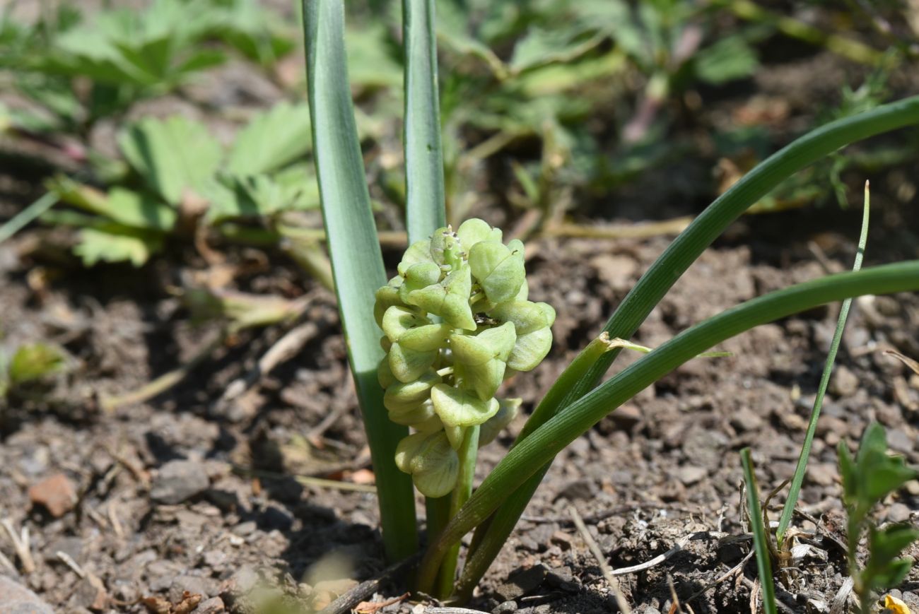 Изображение особи род Muscari.