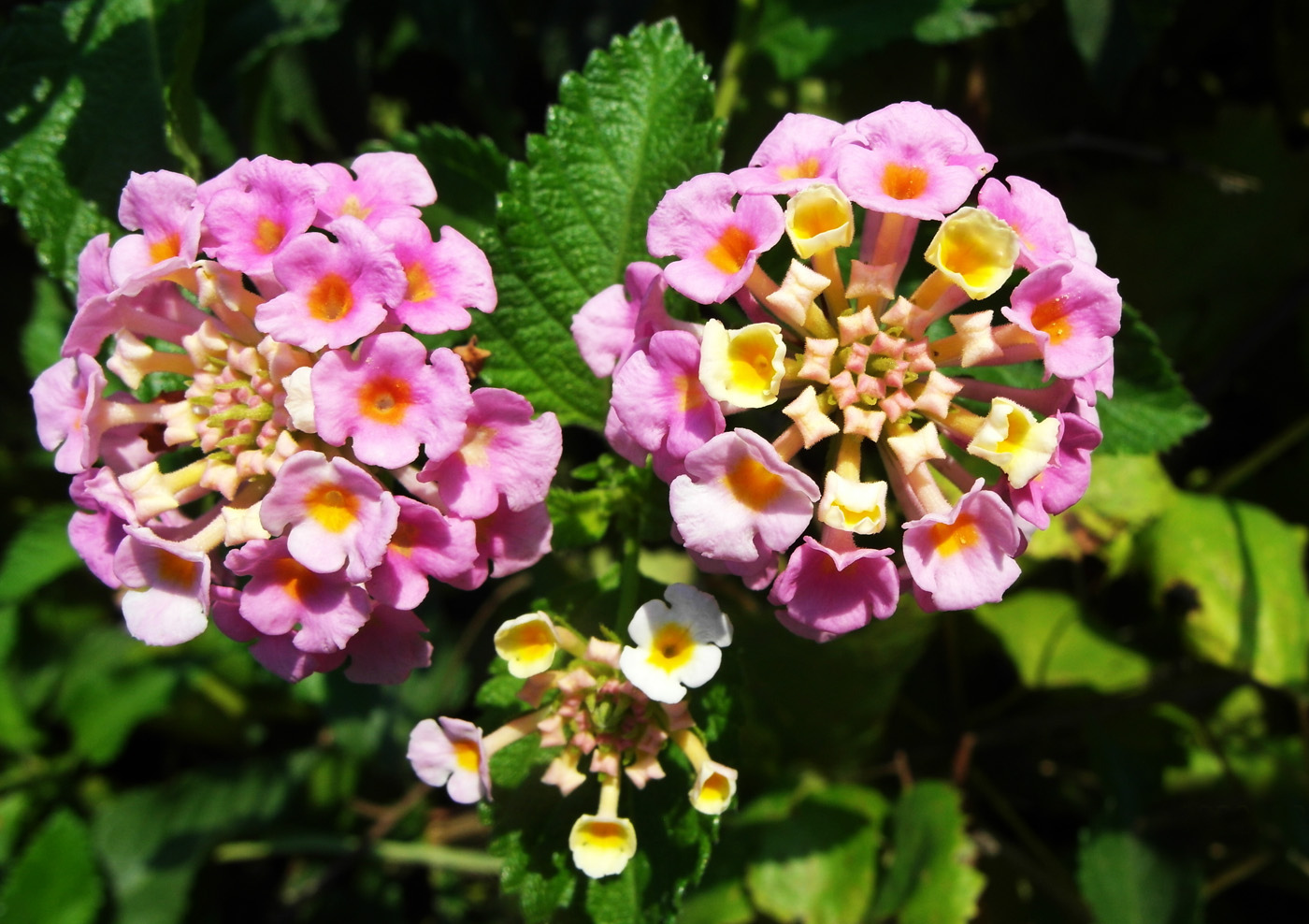 Image of Lantana camara specimen.