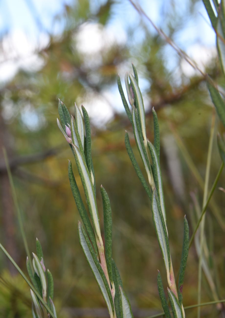 Image of Andromeda polifolia specimen.