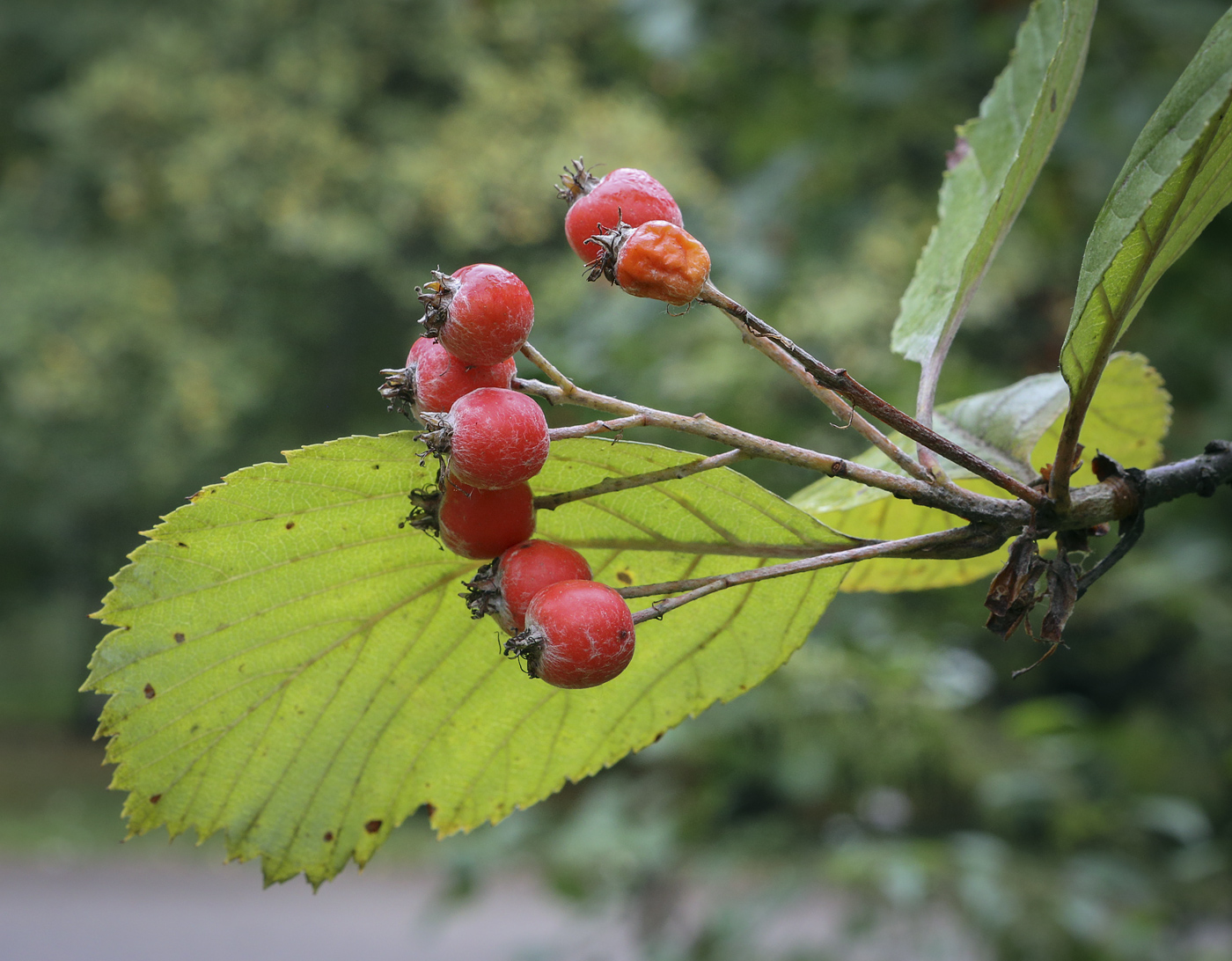 Изображение особи Sorbus subfusca.