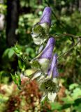 Aconitum stoloniferum. Цветки и плоды. Приморский край, Владивостокский ГО, Ботанический сад, широколиственный лес, вдоль тропинки при спуске к водоему. 12.09.2021.