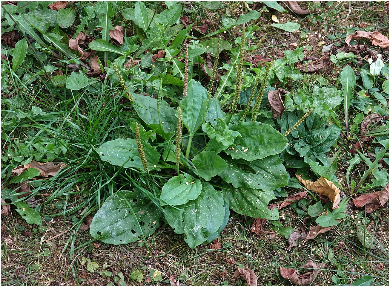 Изображение особи Plantago major.