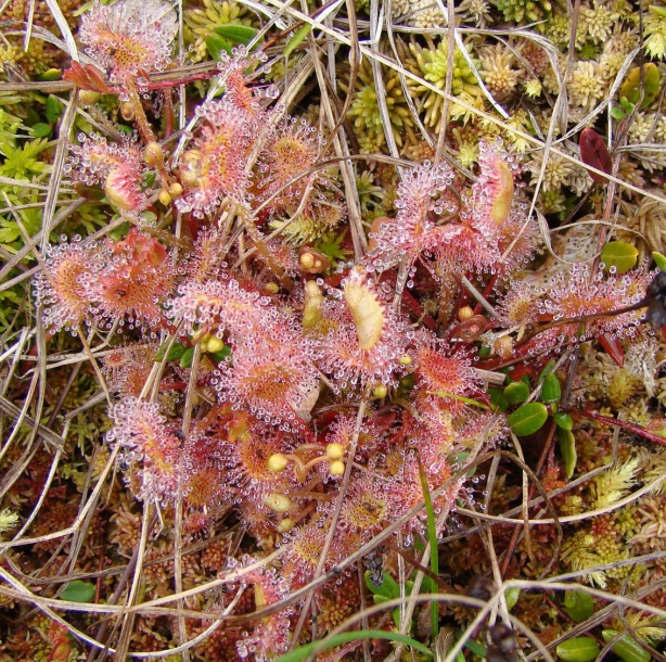 Изображение особи Drosera rotundifolia.