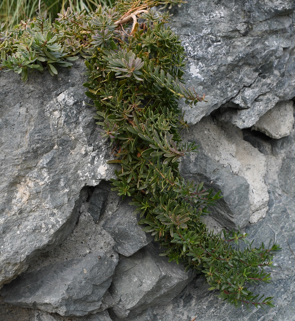 Image of Myoporum parvifolium specimen.