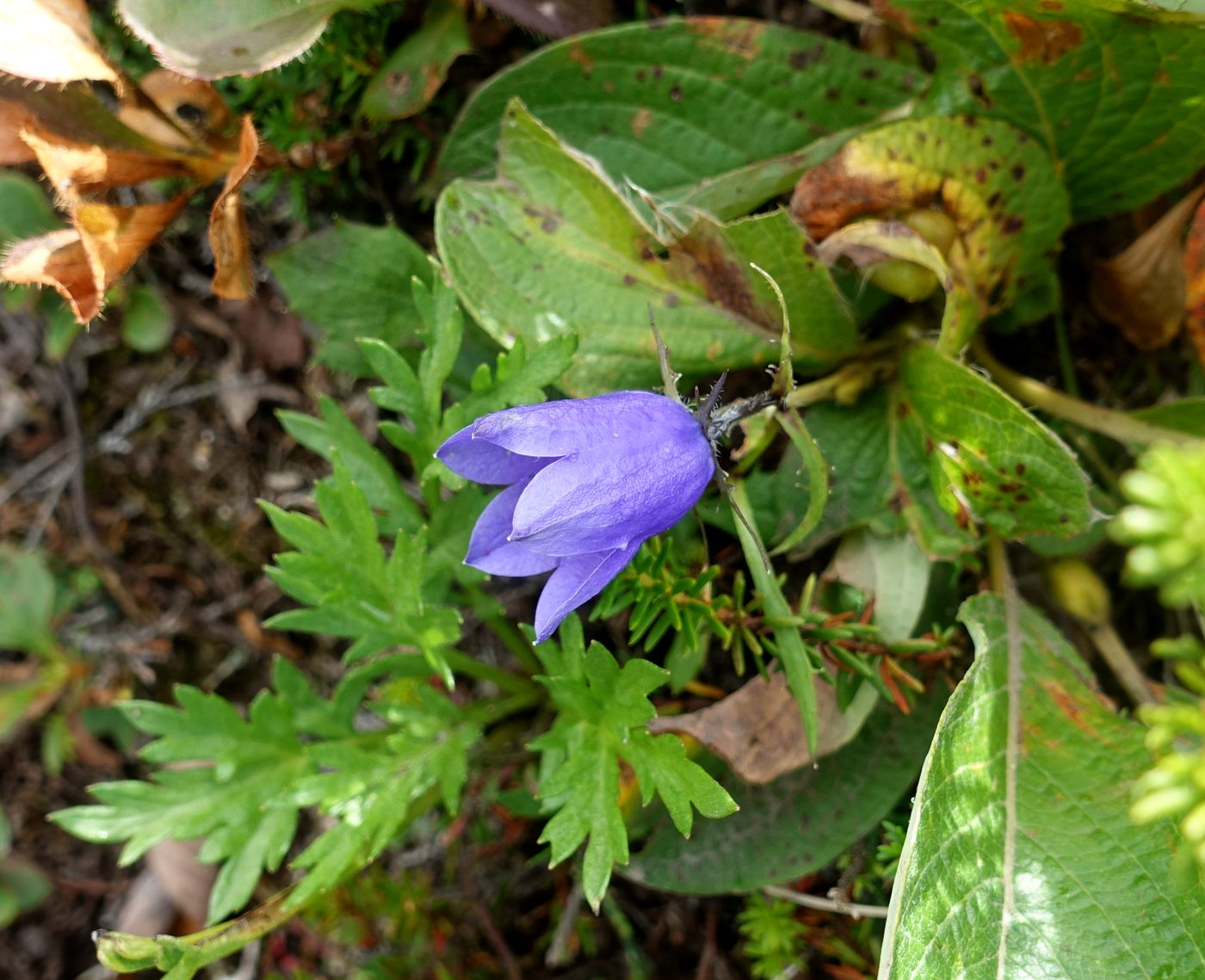 Изображение особи Campanula lasiocarpa.