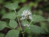 Actaea spicata. Соцветие. Владимирская обл., Александровский р-н, окр. с. Старая Слобода, сосновый бор. 11.06.2022.