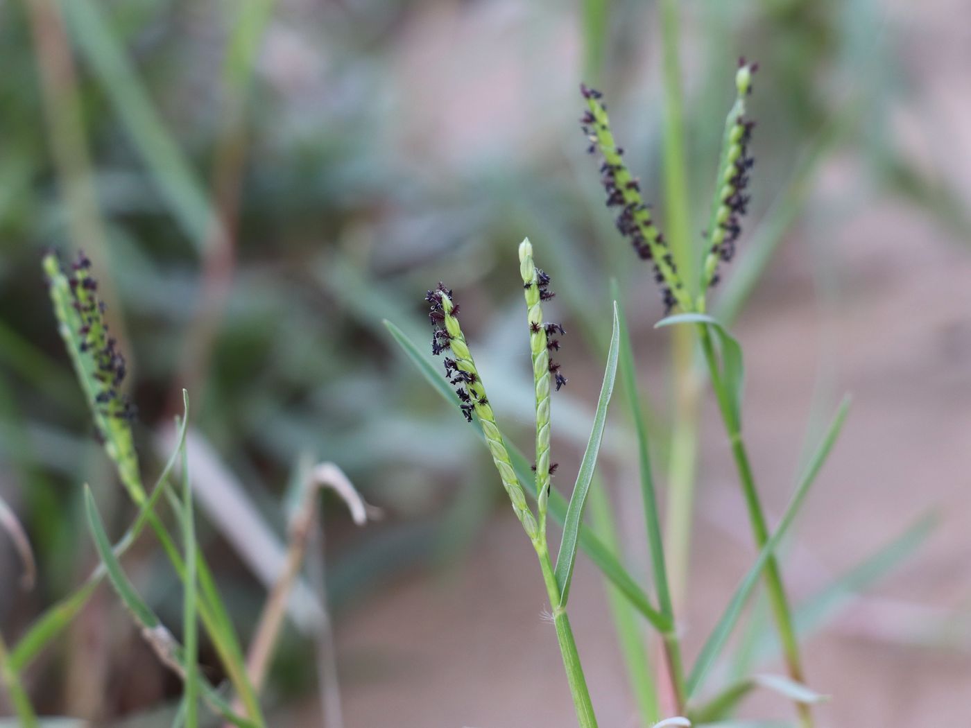 Image of Paspalum paspalodes specimen.