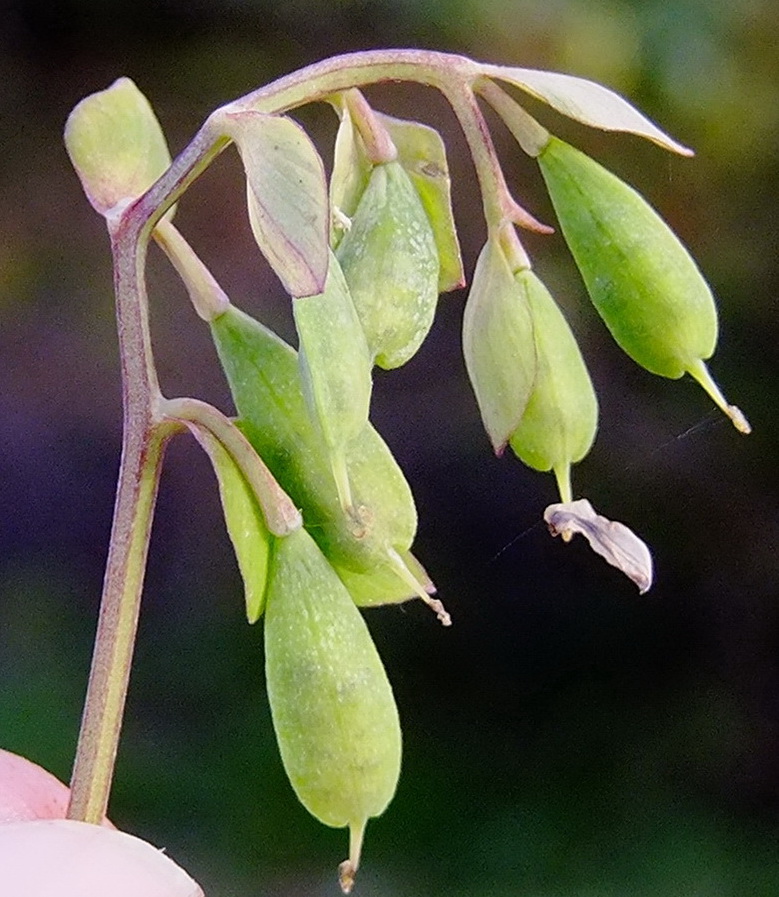 Image of Corydalis ochotensis specimen.