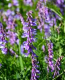 Vicia tenuifolia