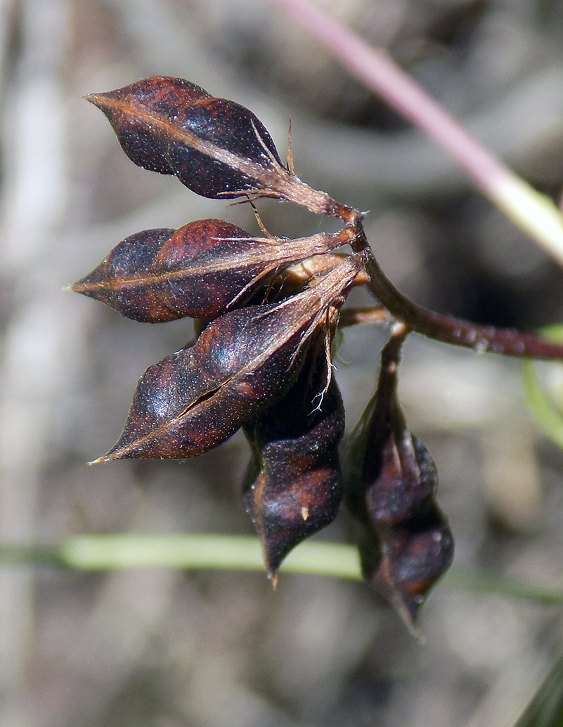 Image of Vicia loiseleurii specimen.