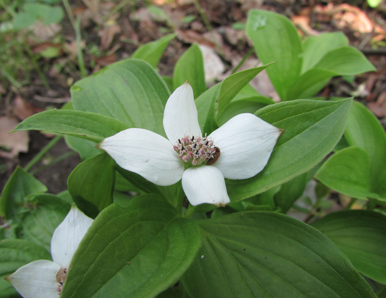 Изображение особи Chamaepericlymenum canadense.