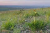 Filifolium sibiricum. Цветущие растения. Забайкальский край, Ононский р-н, окр. оз. Зун-Торей, гора Куку-Хадан, горная степь. 26.06.2022.