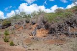 Acacia saligna. Вегетирующие растения. Чили, обл. Valparaiso, провинция Isla de Pascua, северо-восточная часть острова, скалы над бухтой Ovahe. 13.03.2023.