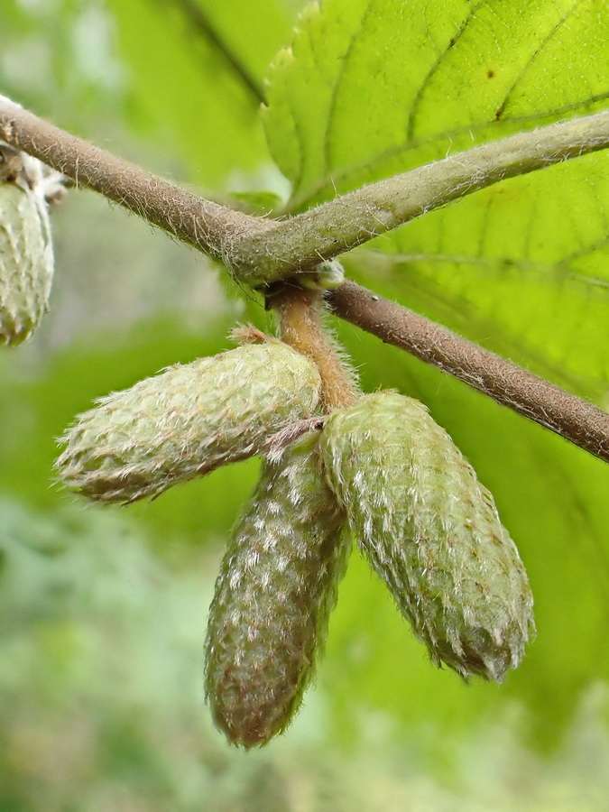 Изображение особи Corylus mandshurica.