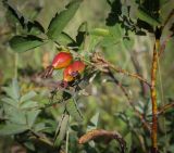 Rosa cinnamomea. Верхушка плодоносящей веточки. Пермский край, Добрянский р-н, окр. с. Полазна, разнотравный луг. 30.07.2023.