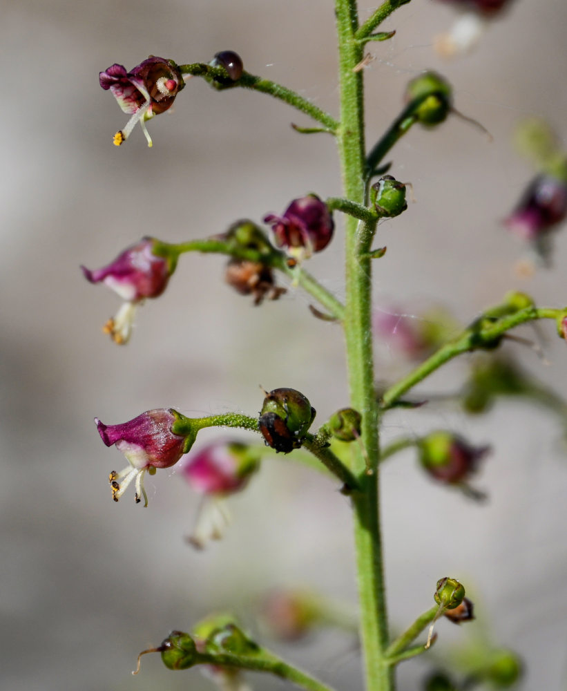 Image of Scrophularia variegata specimen.