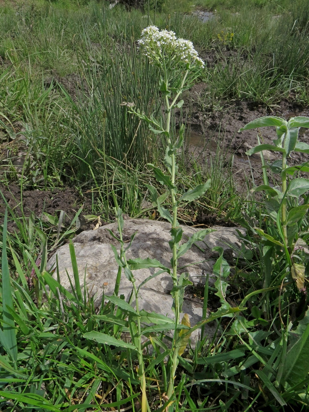 Изображение особи Cardaria pubescens.