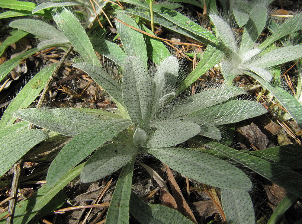 Image of Pilosella officinarum specimen.