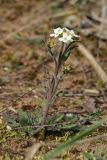 Arabidopsis arenosa. Расцветающее растение. Псковская обл., Гдовский р-н, окр. дер. Кленно; побережье Чудского оз., ок. 50 м от берега, псаммофильное луговое сообщество за береговым валом, частично замшелый участок открытого песка. 28.04.2024.