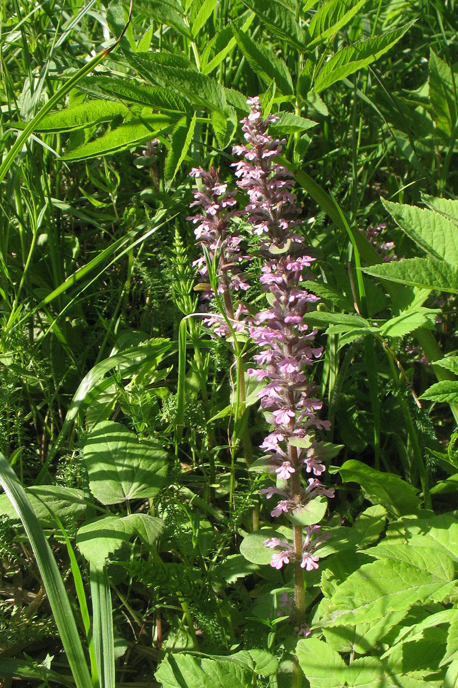 Image of Ajuga reptans specimen.