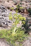 Ferula foetidissima