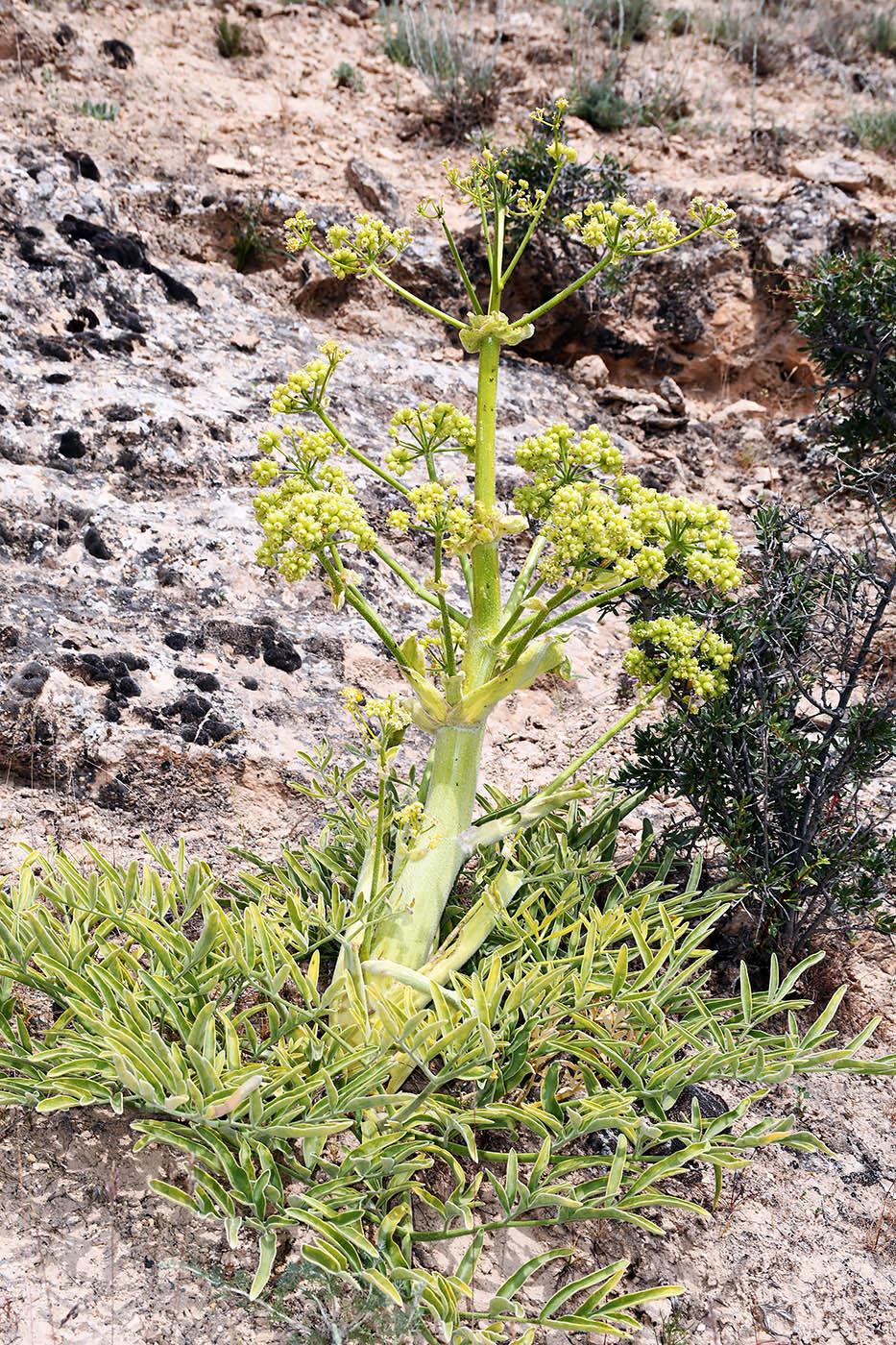 Изображение особи Ferula foetidissima.