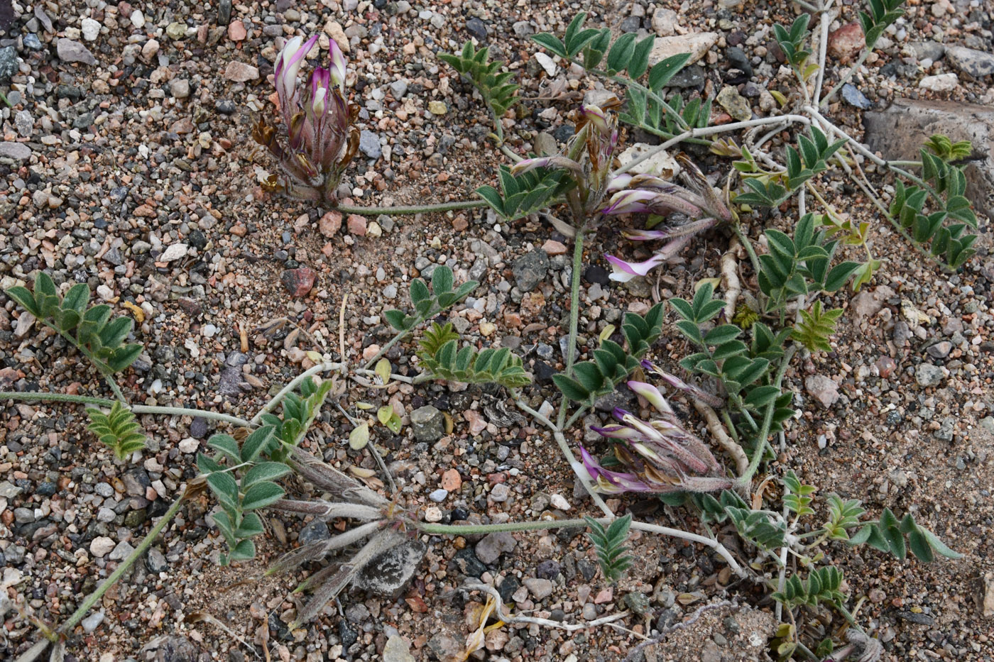 Изображение особи Astragalus amabilis.