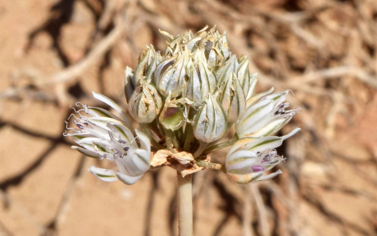 Image of genus Allium specimen.