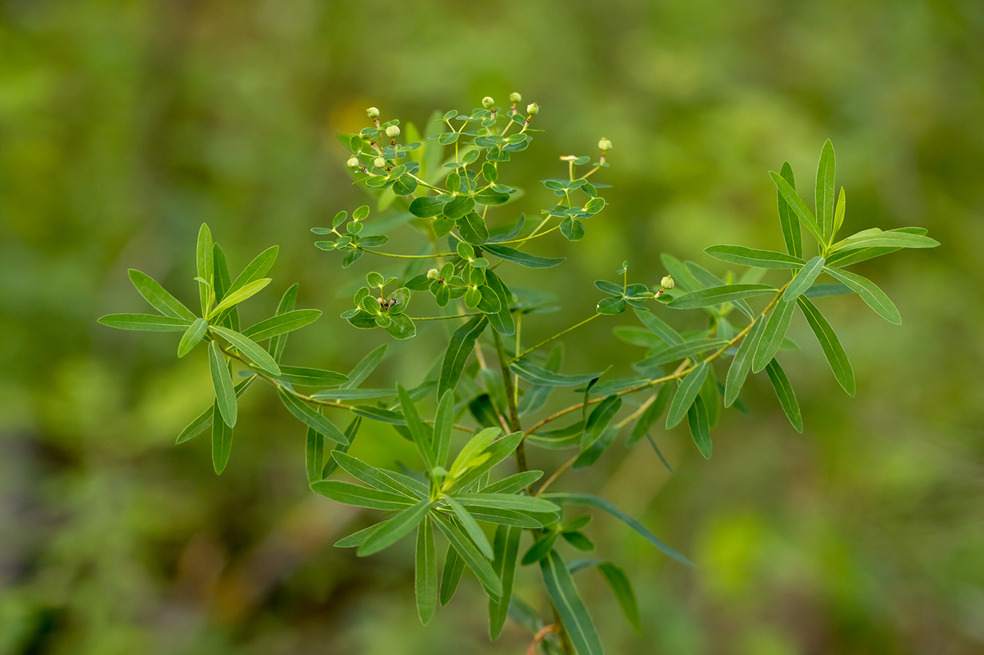 Image of Euphorbia semivillosa specimen.