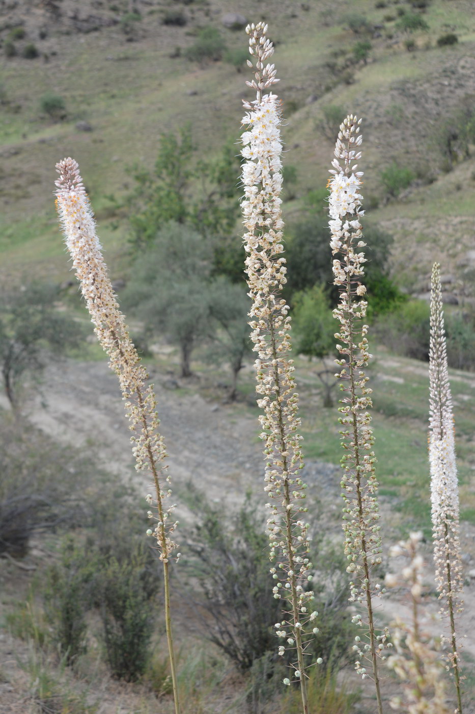 Image of Eremurus tianschanicus specimen.