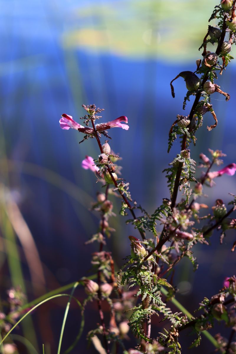 Image of Pedicularis palustris specimen.