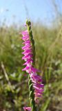 Spiranthes australis