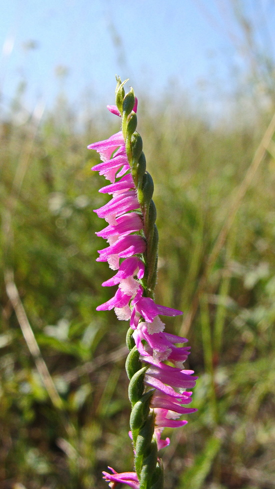 Image of Spiranthes australis specimen.