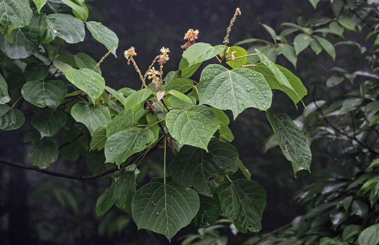 Изображение особи Mallotus nepalensis.