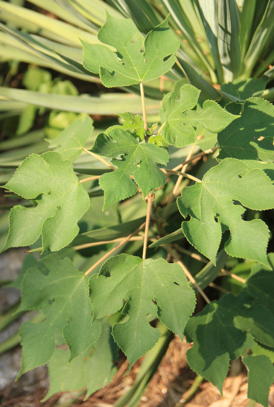 Image of Broussonetia papyrifera specimen.